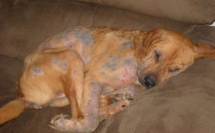 Пиодермите при кучета снимка, симптоми и лечение на заболяването