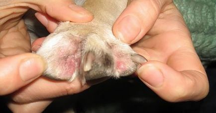 Пиодермите при кучета снимка, симптоми, лечение