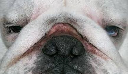 Пиодермите при кучета снимка, симптоми, лечение