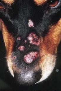 Пиодермите в кучета симптоми и лечение
