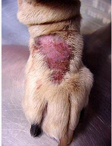 Пиодермите в кучета симптоми и лечение