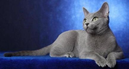Списък на българските сини котки в Москва и София