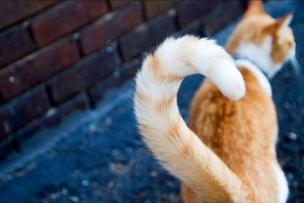 Защо котките клатят опашките им какво означава