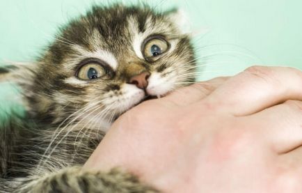 Защо котенца хапят и нулата и как да ги учат да бъдат приятели