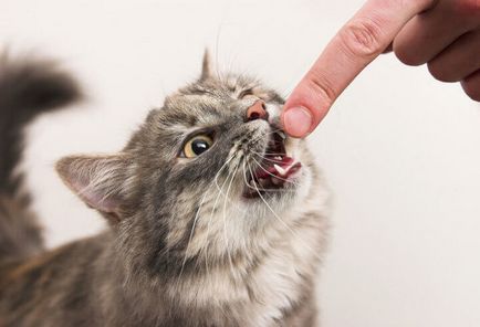 Защо котенца хапят и нулата и как да ги учат да бъдат приятели