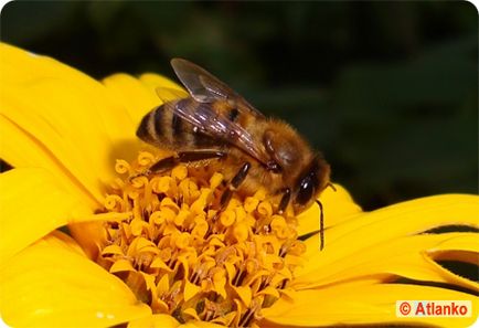Защо има маса смърт на пчелите бележки за живота