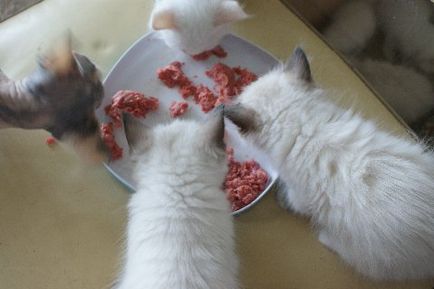Защо не мога да се хранят котката само месо статия