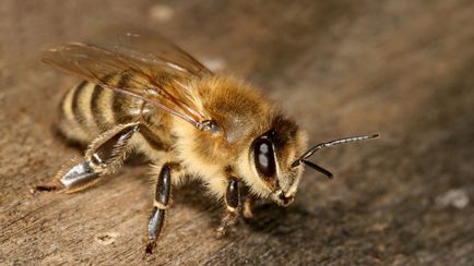 Защо пчелата умира, след като ужилвания faktrum