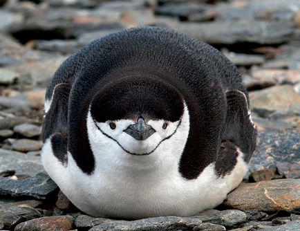 Защо пингвините не летят 2
