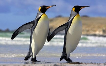 Защо пингвините не летят отговор от учени