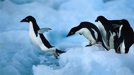 Защо пингвините не летят отговор от учени