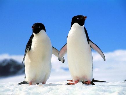 Защо един пингвин, не може да лети мнението на съвременните учени