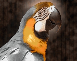 Защо папагали говорят онлайн енциклопедия за деца: 