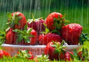 ягода пролетта торене правилната грижа и тайните на добра реколта