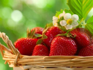 ягода пролетта торене правилната грижа и тайните на добра реколта
