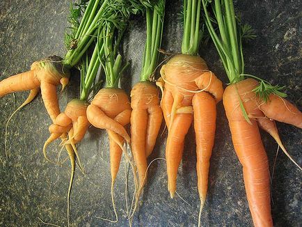 Торене на моркови в открито поле