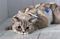 Одеяло за котката след стерилизация се използва правилно