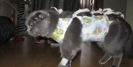 Одеяло за котката след стерилизация се използва правилно