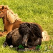 Конна одеяло за тяхното предназначение и фото преглед