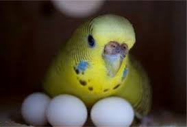 Parrot яде от яйцата им, моите домашни любимци