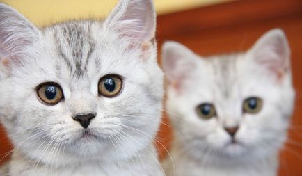 Популярни прякори за котки 4500 имена
