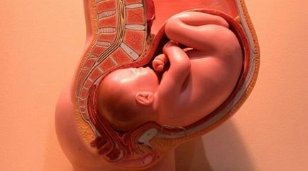 Поведението на детето преди раждането