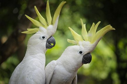 Поведението на мъжки вълнисти папагалчета навици, женските по време на линеене