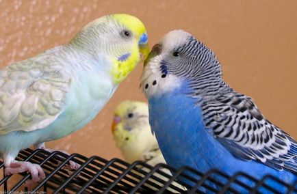 Поведението на мъжки вълнисти папагалчета навици, женските по време на линеене