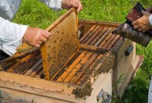Правилник за пчеларство у дома