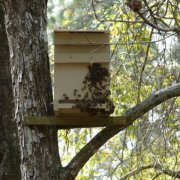 Подходящи резници образуване за увеличаване на пчелите пчелина