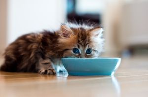 Правилното хранене котки