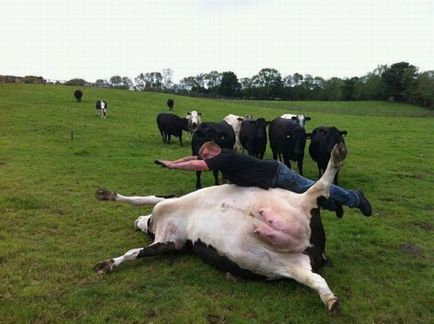 Смешни снимки за крави (35 снимки) - смешни картинки и хумор