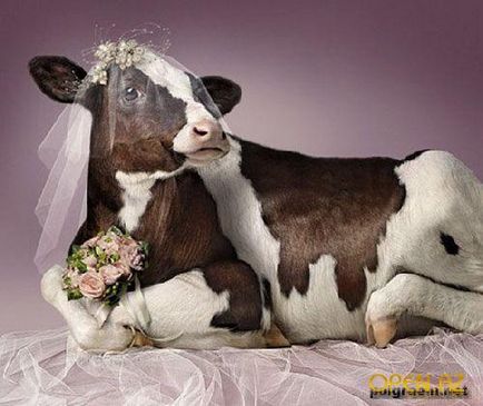 Смешни снимки за крави (35 снимки) - смешни картинки и хумор
