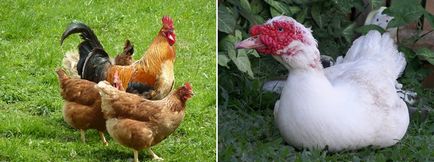 отглеждане на птици, ветеринарни препарати за пилета и indoutoksvoy къща в селото