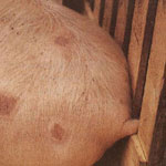 Свине еризипел причинител, лечение, симптоми, предотвратяване и ликвидиране на ветеринарните служби