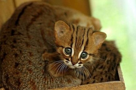 Най-малката котка в света, интересни факти