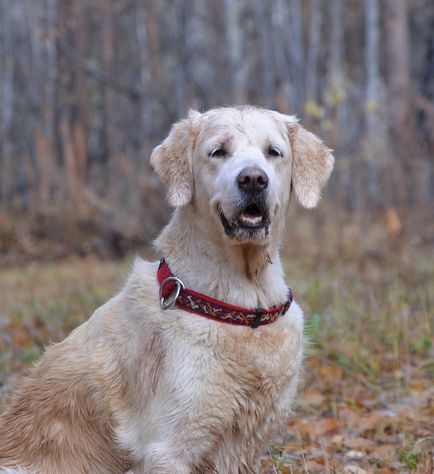 Честит рожден ден, любимо куче! Кучешки дни от седмицата - куче Байкал регион