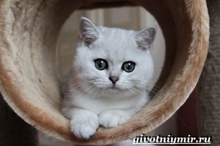 Сребърна чинчила котка