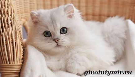 Сребърна чинчила котка