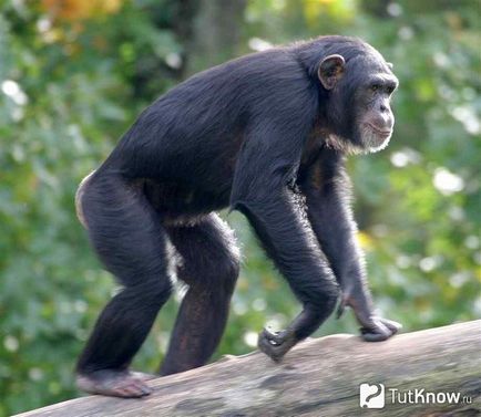 Шимпанзе съдържание у дома