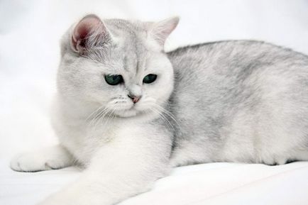 Чинчила (котка), описание порода, характер, реално (снимки и видео)