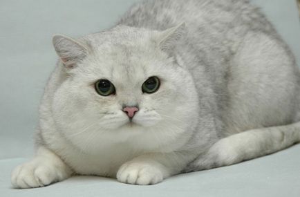 Чинчила (котка), описание порода, характер, реално (снимки и видео)