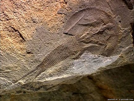 Шчитно - живи фосили - 13 снимки - снимки - снимки естествения свят