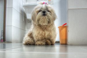 Shih Дзъ - снимка, описание на породата, грижи, кученца (цена и ясли), 