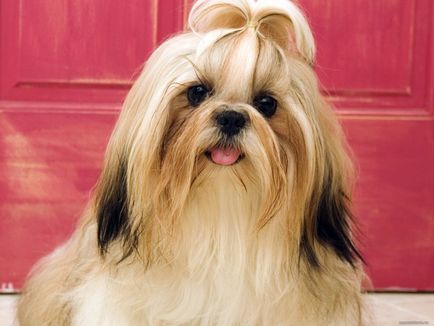 Shih Дзъ или куче императори снимка и описание порода