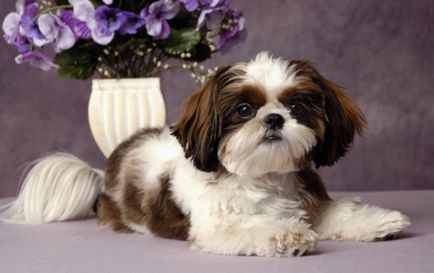 Shih Дзъ порода куче описание със снимки, какъв характер, мнения