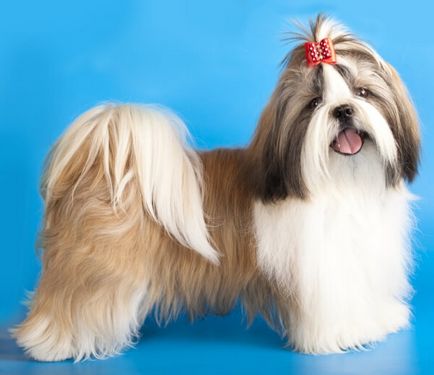 Shih Дзъ порода куче описание със снимки, какъв характер, мнения
