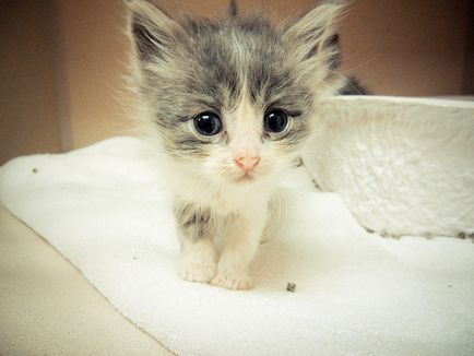 Синдром - червени очи - котки и кучета - Блог ветеринари - belanta