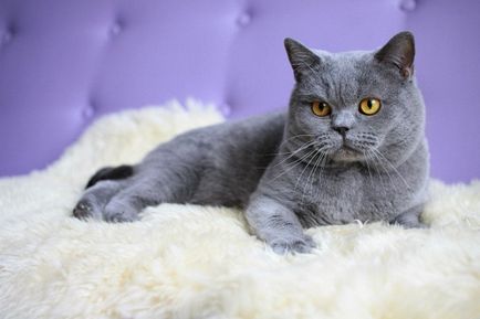 Колко британски живи котки у дома
