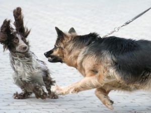 Кучето се страхува от други кучета